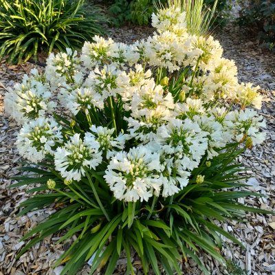 Agapanthe naine Double Diamond ® - Leaderplant