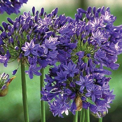 AGAPANTHE Purple Cloud - Leaderplant