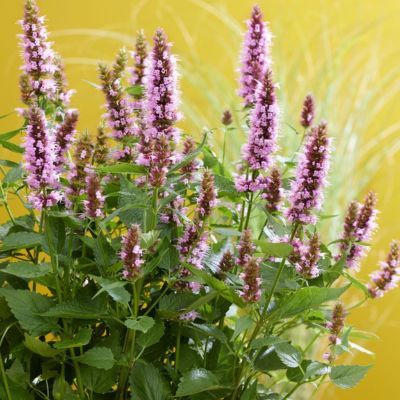 Agastache Rose naine Beelicious Pink - Leaderplant