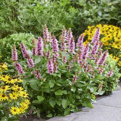Agastache Rose naine Beelicious Pink - Leaderplant