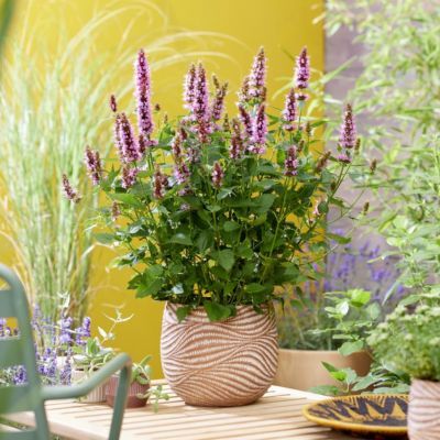 Agastache Rose naine Beelicious Pink - Leaderplant