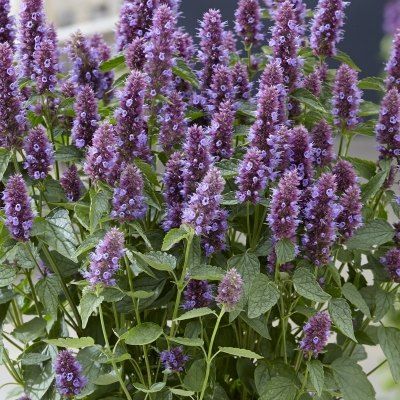 Agastache violette naine Beelicious Purple ® - Leaderplant