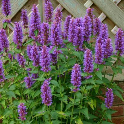 Agastache Blue Boa ® - Leaderplant