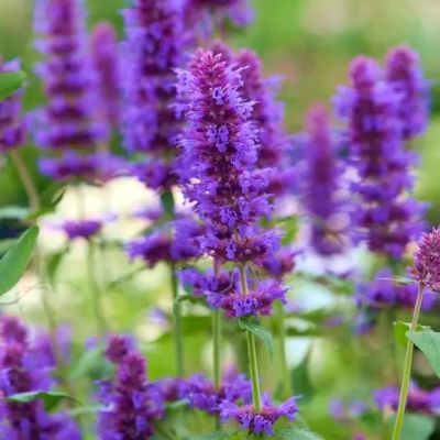 Agastache Blue Boa ® - Leaderplant