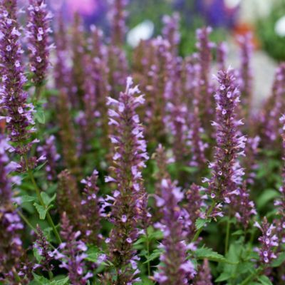 Agastache celestia ® - Leaderplant