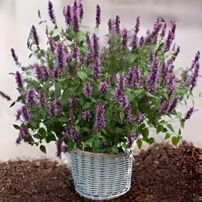 Agastache celestia ® - Leaderplant