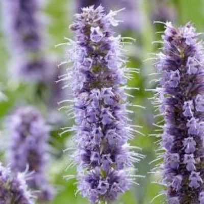 Agastache Crazy Fortune. ® - Leaderplant