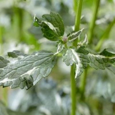 Agastache Crazy Fortune. ® - Leaderplant