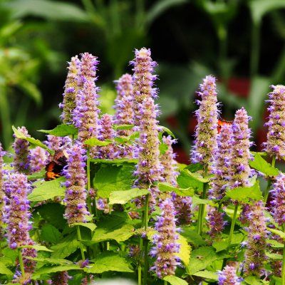 Agastache fenouil Golden Jubilée - Leaderplant