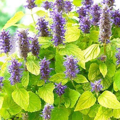 Agastache fenouil Golden Jubilée - Leaderplant