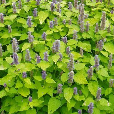 Agastache fenouil Golden Jubilée - Leaderplant