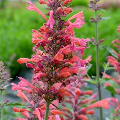 Agastache Kudos ® Coral - Leaderplant