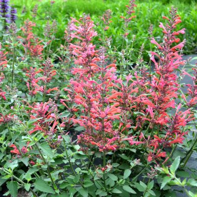 Agastache Kudos ® Coral - Leaderplant