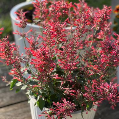 Agastache Kudos ® Coral - Leaderplant