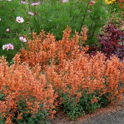 Agastache Kudos ® Mandarin - Leaderplant