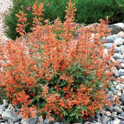 Agastache Kudos ® Mandarin - Leaderplant