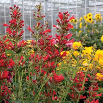 Agastache Kudos ® Red - Leaderplant