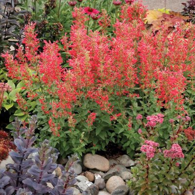 Agastache Kudos ® Red - Leaderplant