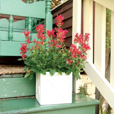 Agastache Kudos ® Red - Leaderplant