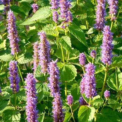 Agastache réglisse - Leaderplant