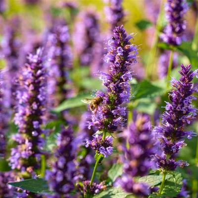 Agastache Black Adder - Leaderplant