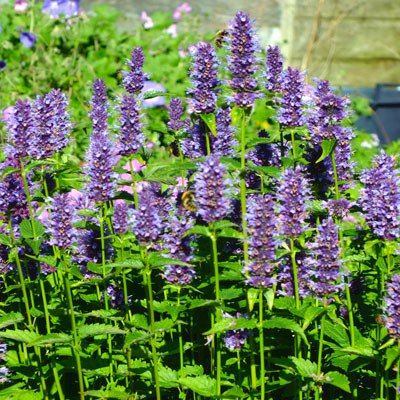 Agastache Black Adder - Leaderplant