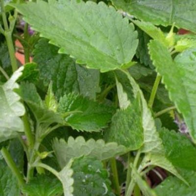 Agastache réglisse - Leaderplant