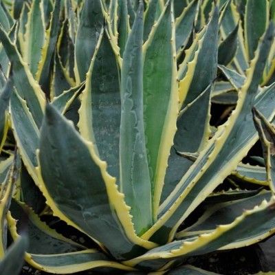 Agave américaine panachée - Leaderplant