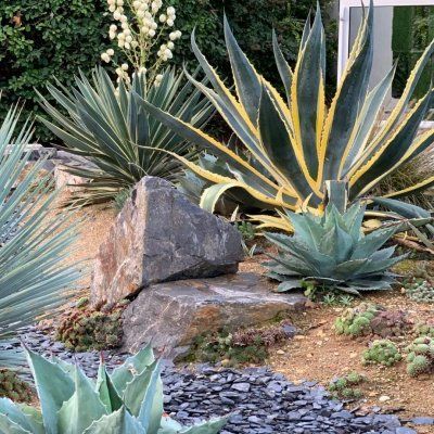 Agave américaine panachée - Leaderplant