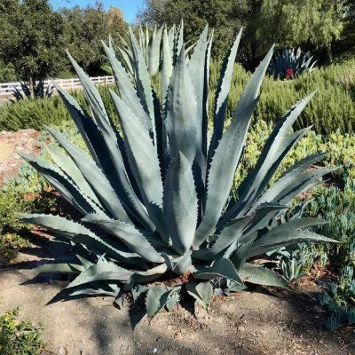 Agave américaine protoamericana - Leaderplant