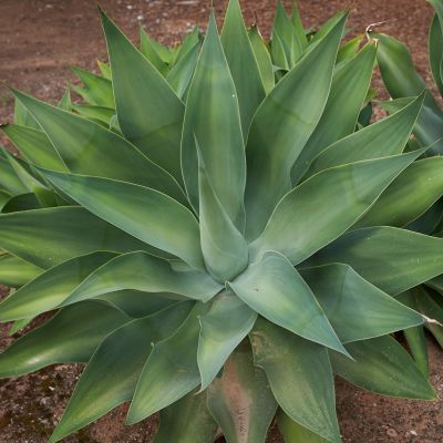 Agave Attenuata - Leaderplant