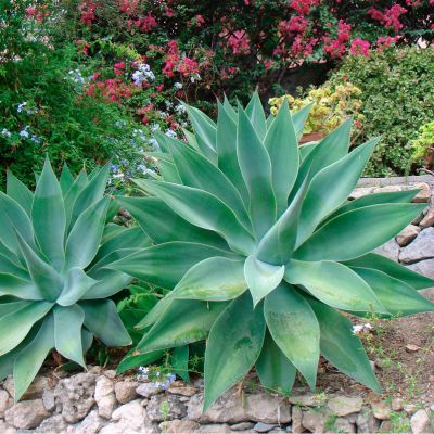 Agave Attenuata - Leaderplant