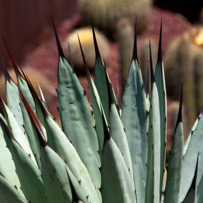 Agave Blue Emperor - Leaderplant