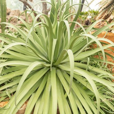 Agave Pieuvre - Leaderplant