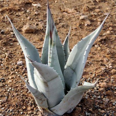Agave du Désert - Leaderplant