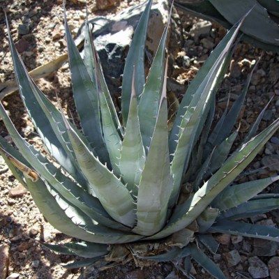 Agave du Désert - Leaderplant