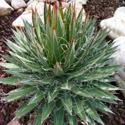 Agave Schidigera - Leaderplant