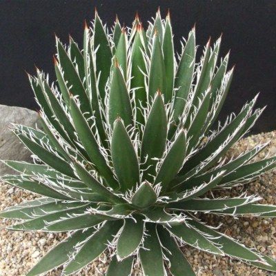 Agave Schidigera - Leaderplant