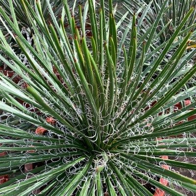 Agave Geminiflora - Leaderplant
