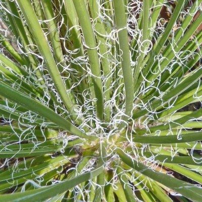 Agave Geminiflora - Leaderplant
