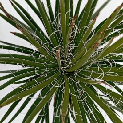 Agave Rastaman - Leaderplant