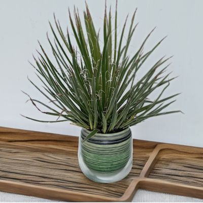 Agave Rastaman - Leaderplant