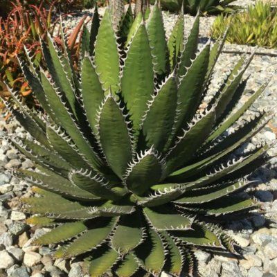 Agave Horrida Horrida - Leaderplant