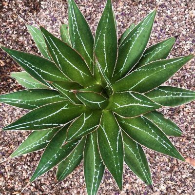 Agave Impressive - Leaderplant