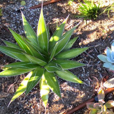 Agave Impressive - Leaderplant
