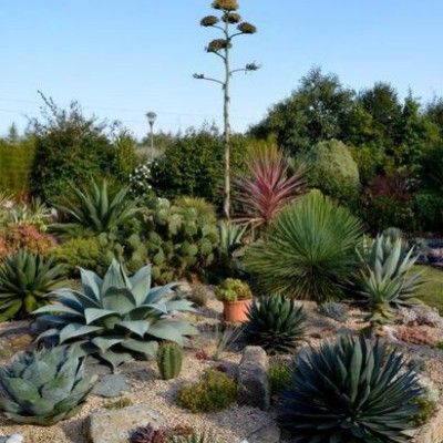Agave Impressive - Leaderplant