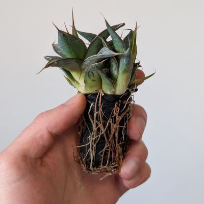 Agave Impressive en mini-motte - Leaderplant