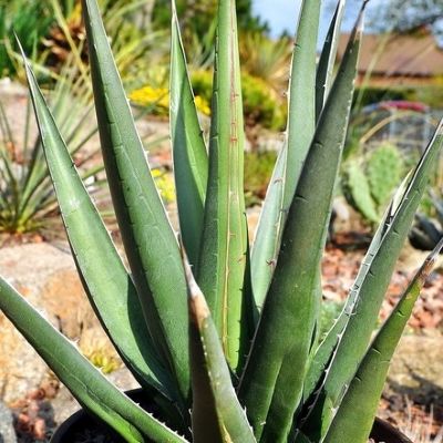 Agave Kerchovei Huajuapan - Leaderplant
