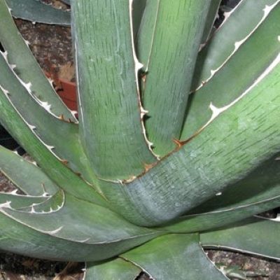 Agave Kerchovei Huajuapan - Leaderplant