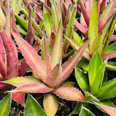 Agave Kerchovei Huajuapan Red  - Leaderplant